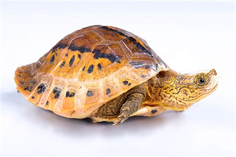 八角龜|黑腹花背箱龜 Flowerback box turtle